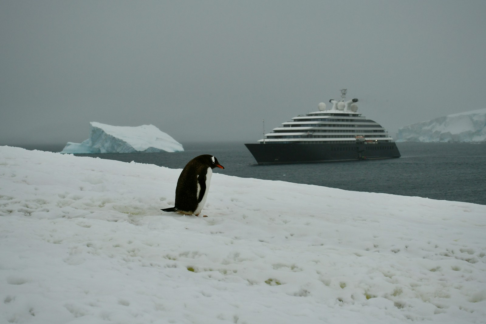 The Best Cruise Line for Wildlife Spotting in 2024